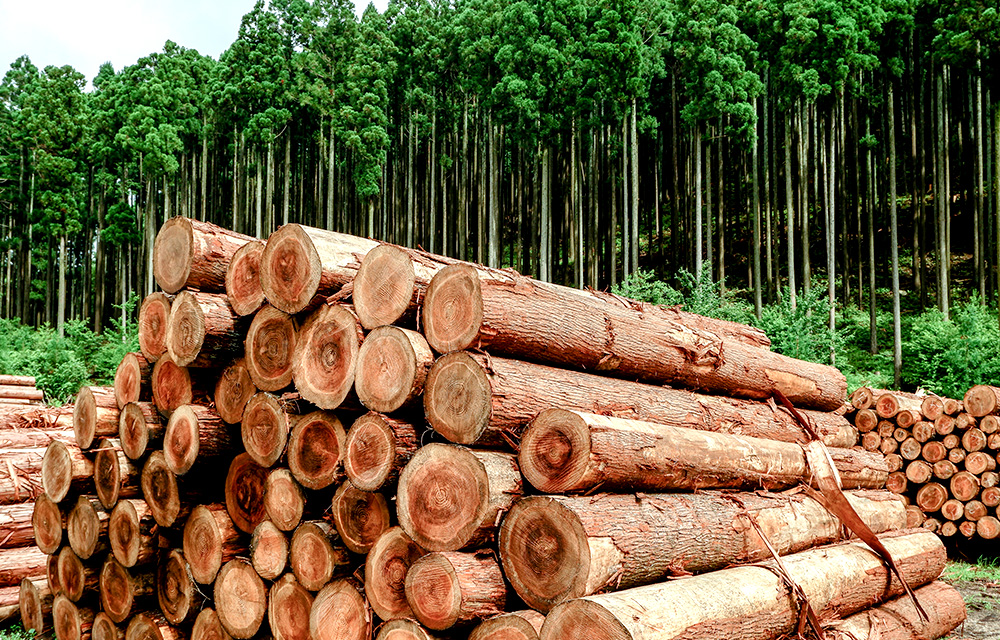 無垢材と集成材